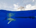 An Oceanic White-Tip Shark and Scuba Diver Swim Below a Dive Boat in the Bahamas Royalty Free Stock Photo