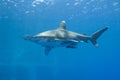 Oceanic white-tip shark in the sea Royalty Free Stock Photo