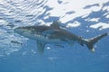 Oceanic white-tip shark in the sea Royalty Free Stock Photo