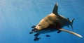 Oceanic White Tip Royalty Free Stock Photo