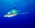 An Oceanic White Tip Shark Swims Under the Sunrays as a Diver Watches on In The Bahamas Royalty Free Stock Photo