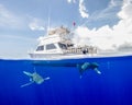 Oceanic White-Tip Sharks Circle a Dive Boat in the Bahamas Royalty Free Stock Photo