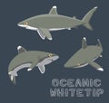 Oceanic Whitetip Cartoon Vector Illustration Royalty Free Stock Photo