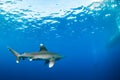 Oceanic whitetip shark approaching divers Royalty Free Stock Photo