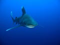 Oceanic Whitetip shark (Carcharhinus longimanus) Royalty Free Stock Photo