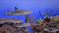 The oceanic whitetip shark Carcharhinus longimanus, also known