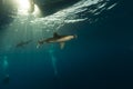 Oceanic whitetip shark (carcharhinus longimanus) and divers at Elphinestone Red Sea. Royalty Free Stock Photo