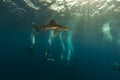 Oceanic whitetip shark (carcharhinus longimanus) and divers at Elphinestone Red Sea. Royalty Free Stock Photo