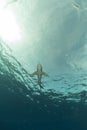 Oceanic whitetip shark (carcharhinus longimanus) at Elphinestone Red Sea. Royalty Free Stock Photo