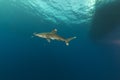 Oceanic whitetip shark (carcharhinus longimanus) at Elphinestone Red Sea. Royalty Free Stock Photo