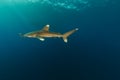 Oceanic whitetip shark (carcharhinus longimanus) at Elphinestone Red Sea. Royalty Free Stock Photo