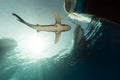 Oceanic whitetip shark (carcharhinus longimanus) at Elphinestone Red Sea.