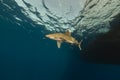 Oceanic whitetip shark (carcharhinus longimanus) at Elphinestone Red Sea. Royalty Free Stock Photo