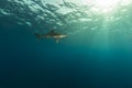 Oceanic whitetip shark (carcharhinus longimanus) and photographer at Elphinestone Red Sea. Royalty Free Stock Photo
