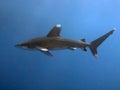 Oceanic whitetip shark Royalty Free Stock Photo