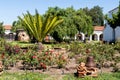 Peruvian Pepper Tree Planted in 1830 at Mission San Luis Rey