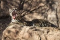 Oceleot with a big yawn Royalty Free Stock Photo