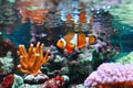 Ocellaris clownfish Royalty Free Stock Photo