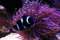 Black Amphiprion Ocellaris clownfish