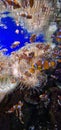 clownfish in a fish tank Royalty Free Stock Photo