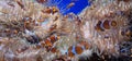 clownfish in a fish tank Royalty Free Stock Photo