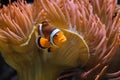 Ocellaris clownfish Amphiprion ocellaris Royalty Free Stock Photo