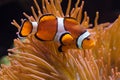 Ocellaris clownfish Amphiprion ocellaris