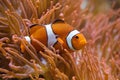 Ocellaris clownfish Amphiprion ocellaris