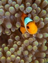 Ocellaris clownfish, Amphiprion ocellaris. Bangka, Indonesia