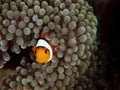 Ocellaris clownfish, Amphiprion ocellaris. Bangka, Indonesia