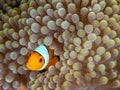 Ocellaris clownfish, Amphiprion ocellaris. Bangka, Indonesia