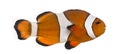 Ocellaris clownfish, Amphiprion ocellaris, isolated Royalty Free Stock Photo