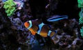 Ocellaris Clownfish - Amphiprion ocellaris Royalty Free Stock Photo