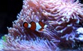 Ocellaris Clownfish - Amphiprion ocellaris Royalty Free Stock Photo