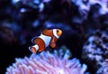 Ocellaris Clownfish - Amphiprion ocellaris Royalty Free Stock Photo