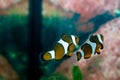 Ocellaris clownfish (Amphiprion ocellaris)