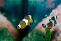 Ocellaris clownfish (Amphiprion ocellaris)