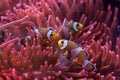 Ocellaris clownfish (Amphiprion ocellaris). Royalty Free Stock Photo