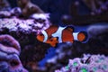 Ocellaris Clownfish - Amphiprion ocellaris Royalty Free Stock Photo