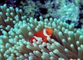 Ocellaris Clownfish - Amphiprion ocellaris Royalty Free Stock Photo