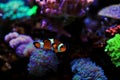 Ocellaris Clownfish - Amphiprion ocellaris Royalty Free Stock Photo