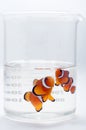 Ocellaris clownfish in beaker Royalty Free Stock Photo