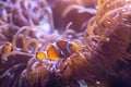 Ocellaris clownfish, clown anemonefish, clownfish, false percula clownfish