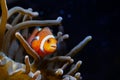 Ocellaris clownfish hide in bubble tip anemone, animal on live rock stone move tentacles in flow and protect fish