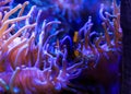 Ocellaris clownfish hides and swimming in the pink violet sea anemone Heteractis magnifica