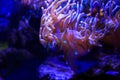 Ocellaris clownfish hides and swimming in the pink violet sea anemone Heteractis magnifica. slective focus