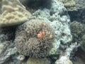 Ocellaris clownfish nemo
