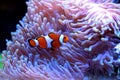 Ocellaris Clownfish - Amphiprion ocellaris Royalty Free Stock Photo