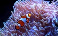 Ocellaris Clownfish - Amphiprion ocellaris Royalty Free Stock Photo