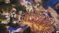 Ocellaris clownfish in sea anemones stock footage video